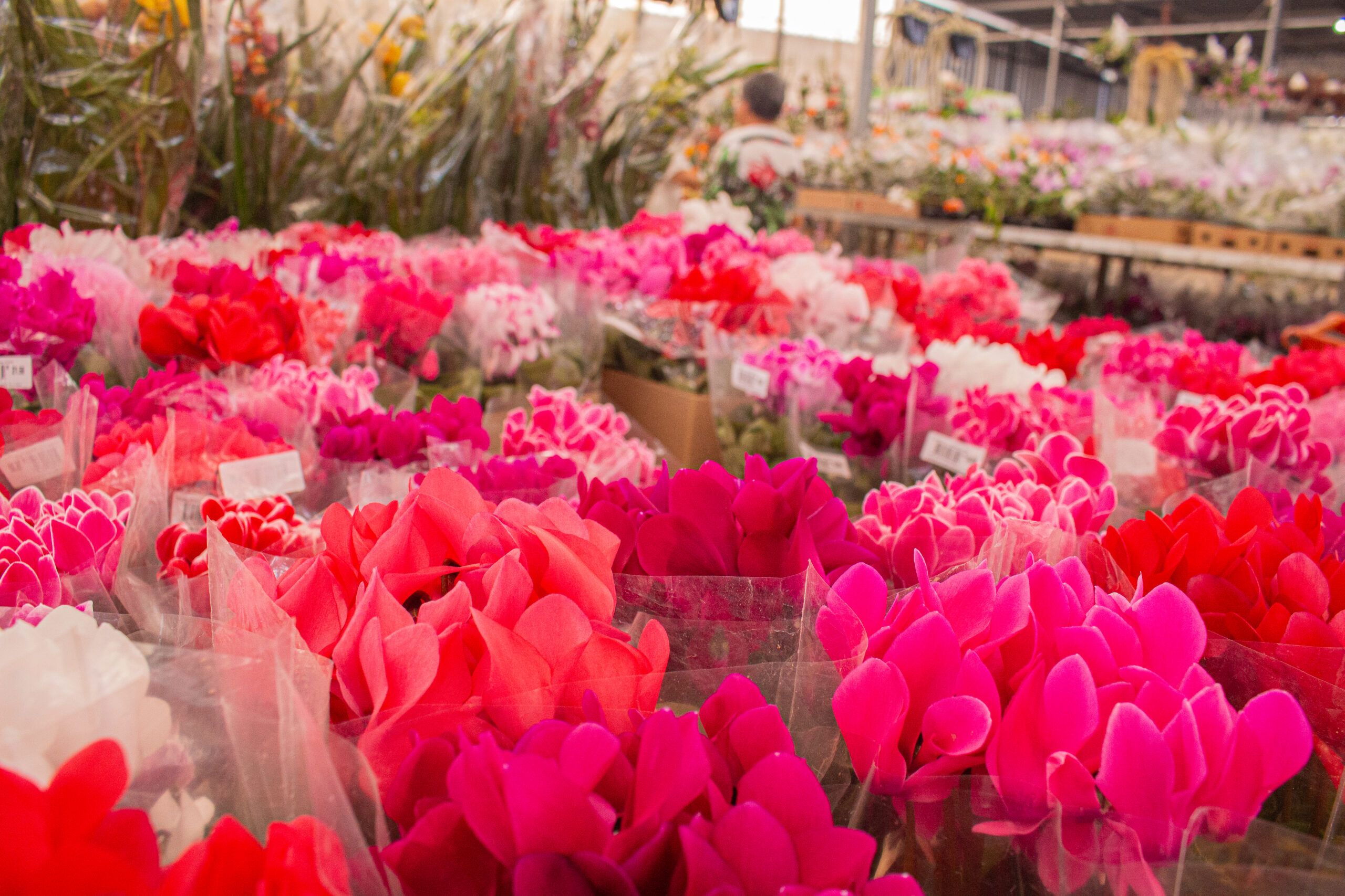 Flores