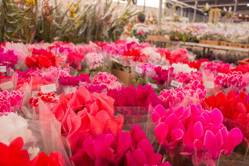 Flores