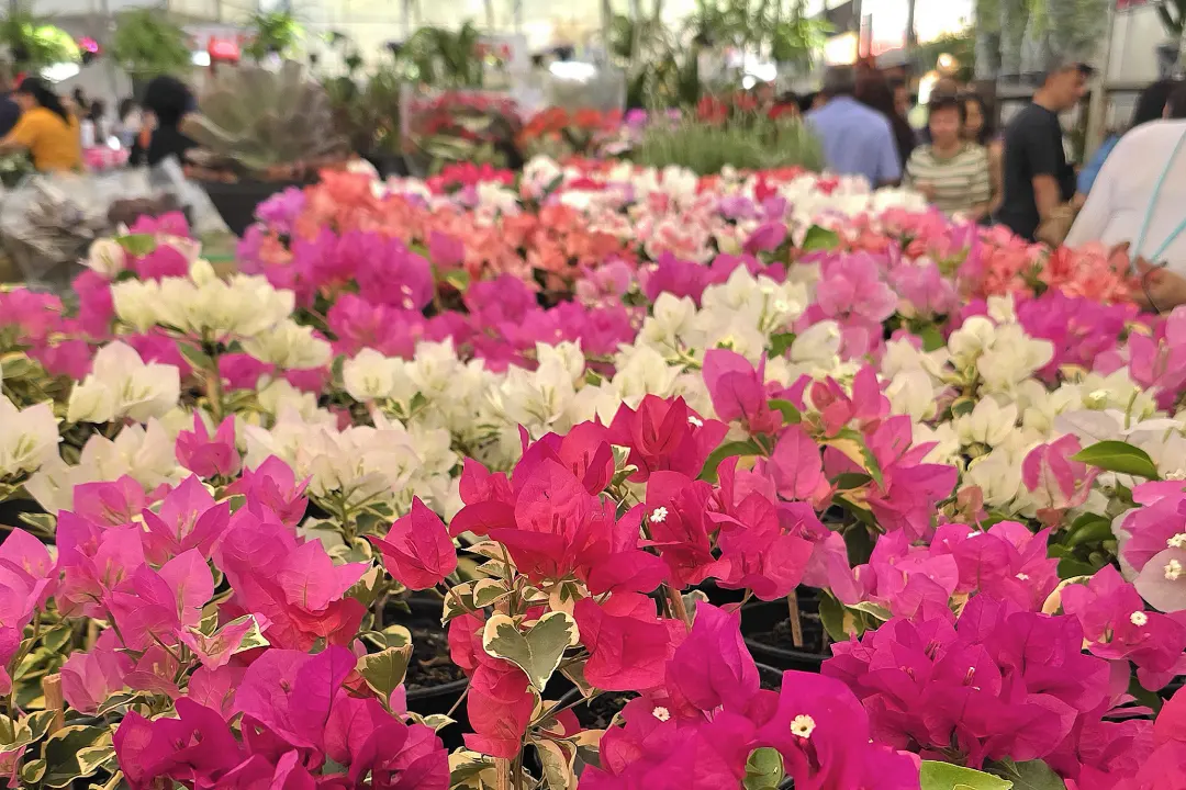 Flores 1