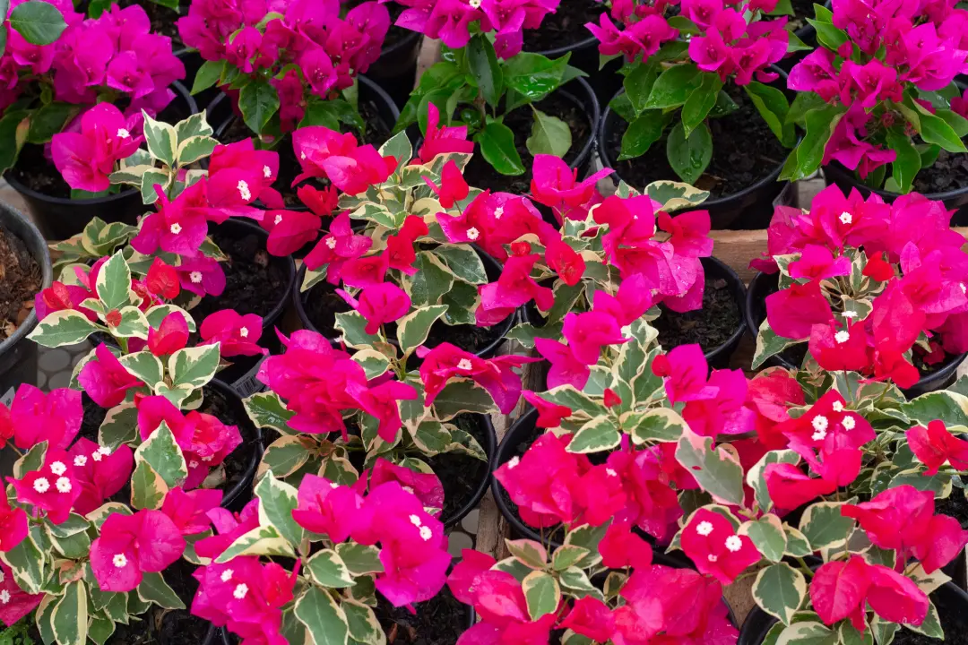 Flores 2