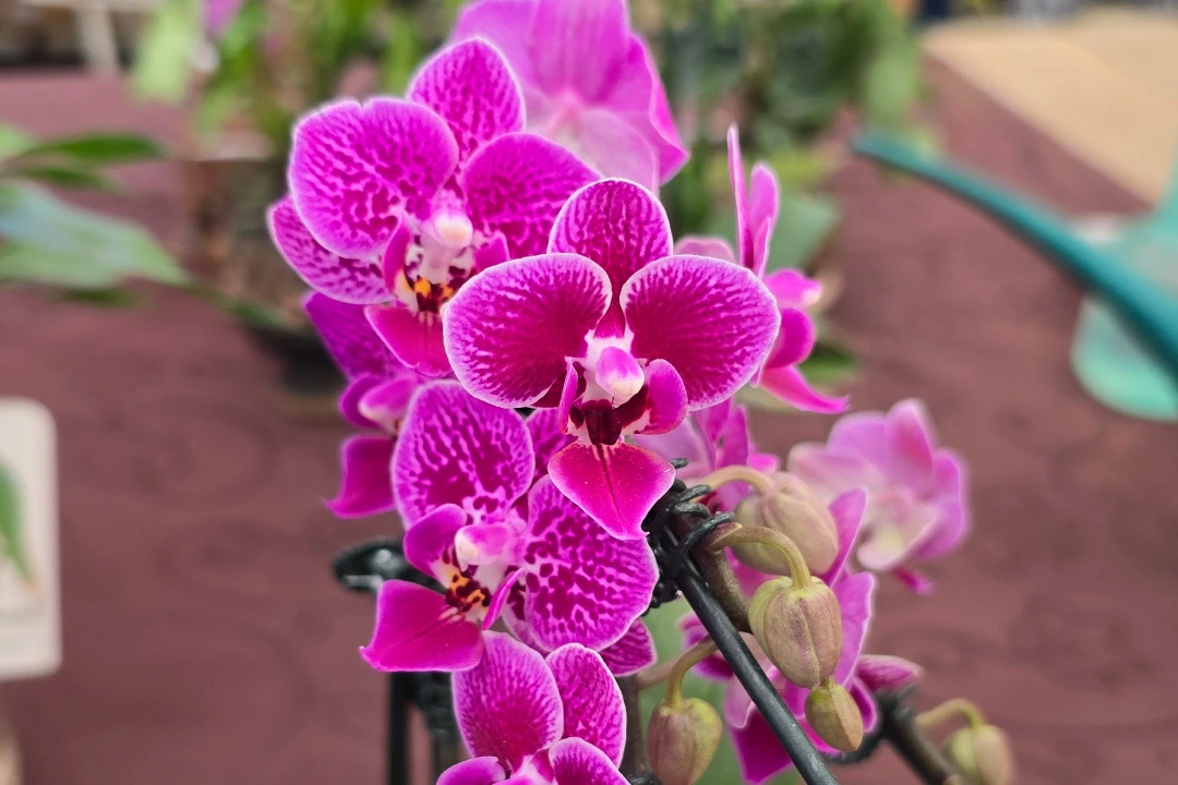 Flores 4